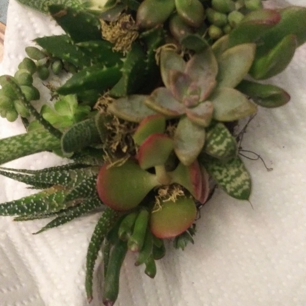 Succulent collection